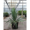 YUCCA filamentosa En pot de 10-12 litres