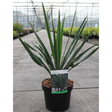 YUCCA filamentosa En pot de 4-5 litres