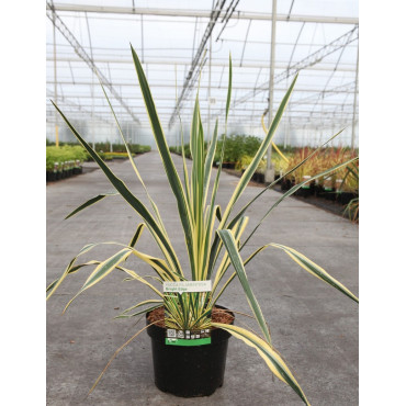 YUCCA filamentosa BRIGHT EDGE En pot de 4-5 litres