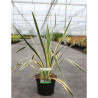 YUCCA filamentosa BRIGHT EDGE En pot de 4-5 litres