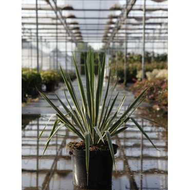 YUCCA filamentosa BRIGHT EDGE En pot de 7-10 litres