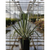 YUCCA filamentosa BRIGHT EDGE En pot de 7-10 litres