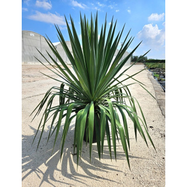 YUCCA gloriosa