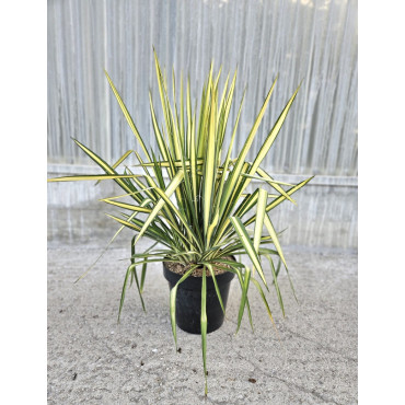 YUCCA filamentosa GOLDEN SWORD En pot de 10-12 litres