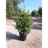 VIBURNUM tinus EVE PRICE En pot de 15-20 litres