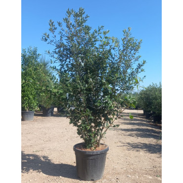 QUERCUS ilex En pot de 50-70 litres