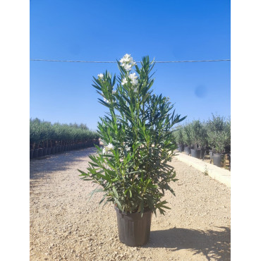 NERIUM oleander BLANC En pot de 35-50 litres