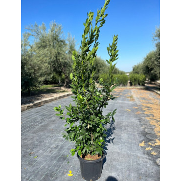 LAURUS nobilis En pot de 15-20 litres