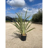 PHORMIUM tenax VARIEGATA En pot de 15-20 litres