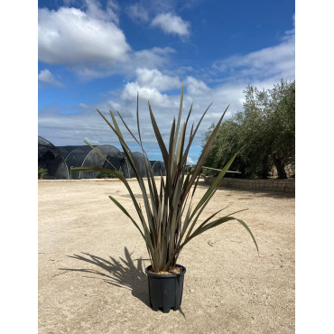 PHORMIUM tenax ATROPURPUREUM En pot de 15-20 litres