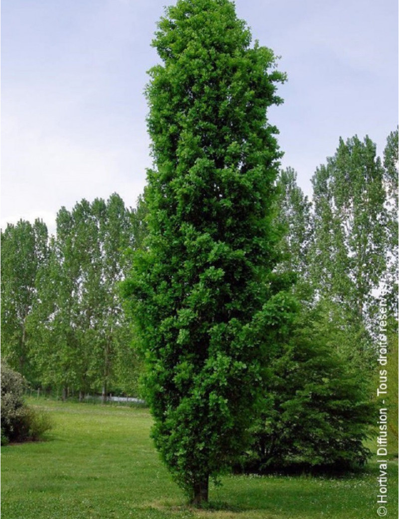 QUERCUS robur f. fastigiata KOSTER