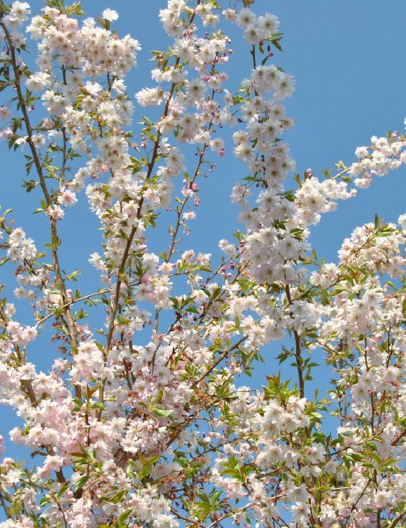 PRUNUS subhirtella AUTUMNALIS