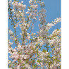 PRUNUS subhirtella AUTUMNALIS