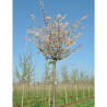 PRUNUS subhirtella AUTUMNALIS