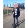 PRUNUS subhirtella AUTUMNALIS En pot de 10-12 litres forme tige hauteur du tronc 110-130 cm