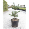 PINUS parviflora NEGISHI En pot de 7-10 litres