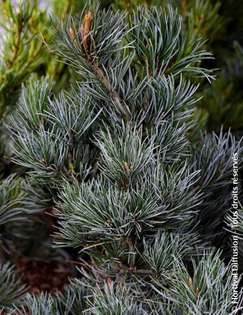 PINUS parviflora NEGISHI