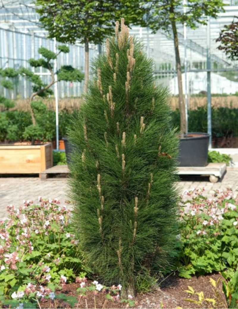 PINUS nigra GREEN TOWER