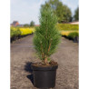 PINUS nigra GREEN TOWER En pot de 7-10 litres