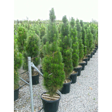 PINUS nigra GREEN TOWER En pot de 50-70 litres