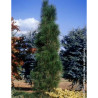 PINUS nigra GREEN TOWER