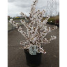 PRUNUS nipponica BRILLANT En pot de 10-12 litres