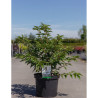 PRUNUS nipponica BRILLANT En pot de 10-12 litres