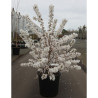 PRUNUS nipponica BRILLANT En pot de 25-30 litres