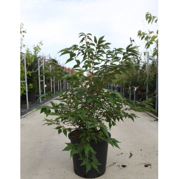 PRUNUS nipponica BRILLANT En pot de 25-30 litres