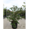 PRUNUS nipponica BRILLANT En pot de 25-30 litres