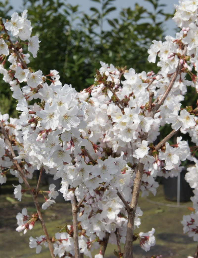 PRUNUS nipponica BRILLANT