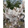 PRUNUS nipponica BRILLANT