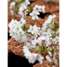 PRUNUS nipponica BRILLANT