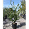 PRUNUS mume BENI-CHIDORI En pot de 25-30 litres