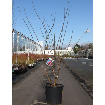 PRUNUS mume BENI-CHIDORI En pot de 25-30 litres