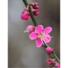 PRUNUS mume BENI-CHIDORI