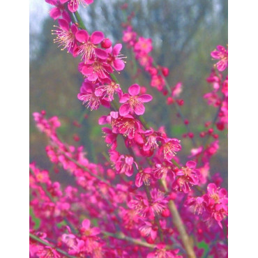 PRUNUS mume BENI-CHIDORI