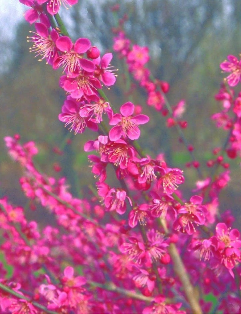 PRUNUS mume BENI-CHIDORI