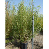 SALIX babylonica TORTUOSA En pot de 35-50 litres