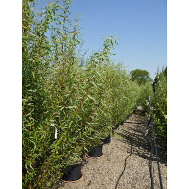 SALIX babylonica TORTUOSA En pot de 35-50 litres