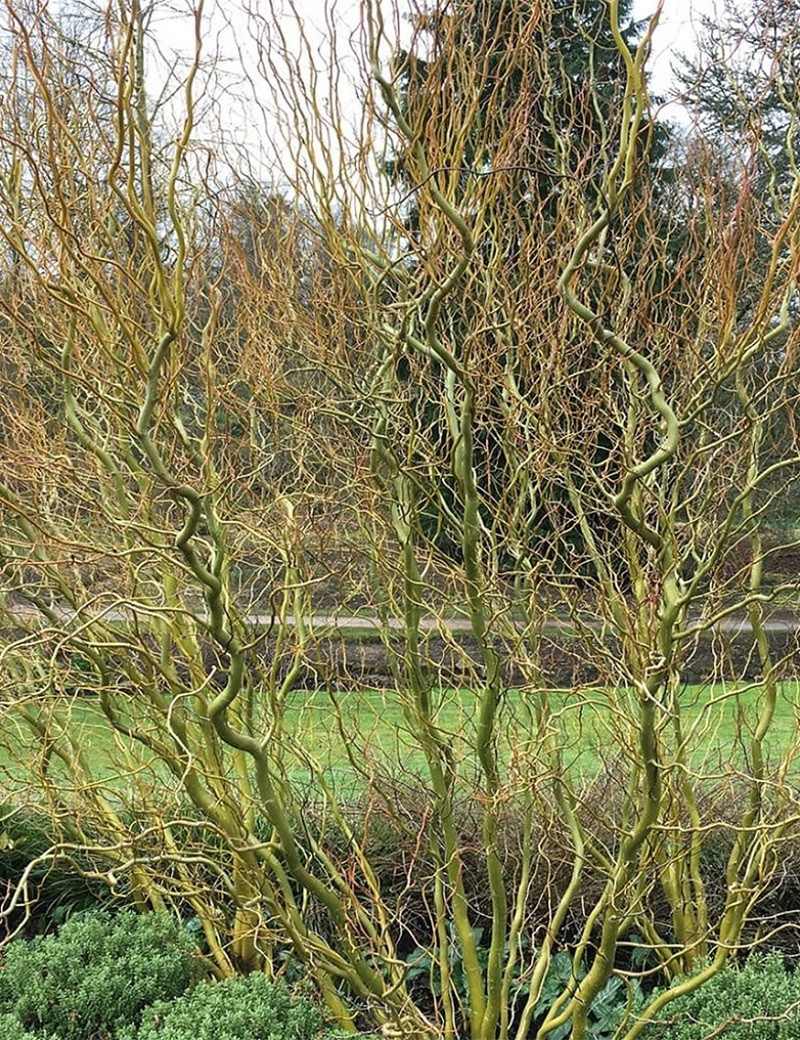 SALIX babylonica TORTUOSA