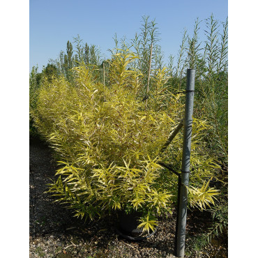 SALIX udensis GOLDEN SUNSHINE En pot de 35-50 litres