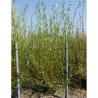 SALIX alba CHERMESINA En pot de 35-50 litres