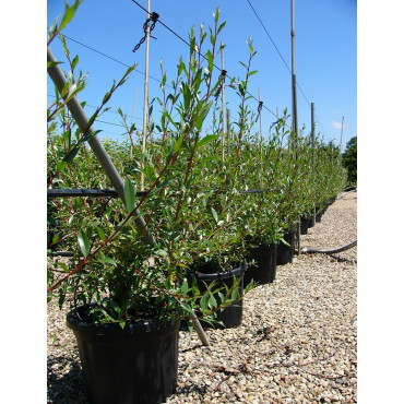 SALIX alba CHERMESINA En pot de 35-50 litres