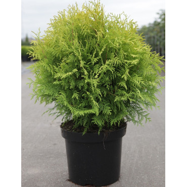 THUJA occidentalis GOLDEN GLOBE En pot de 7-10 litres