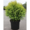 THUJA occidentalis GOLDEN GLOBE En pot de 7-10 litres