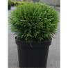 THUJA occidentalis DANICA En pot de 7-10 litres