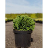 THUJA occidentalis DANICA En pot de 7-10 litres