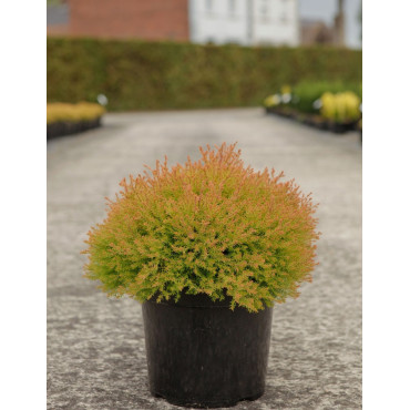 THUJA occidentalis FIRE CHIEF® En pot de 7-10 litres