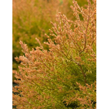 THUJA occidentalis FIRE CHIEF®